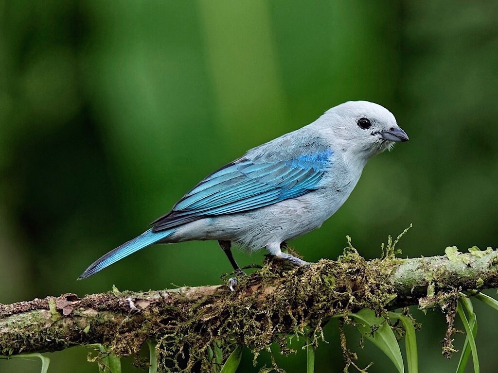 Blue-Gray Tanager (Thraupis episcopus). Bogarin Trail, La Fortuna, Costa Rica