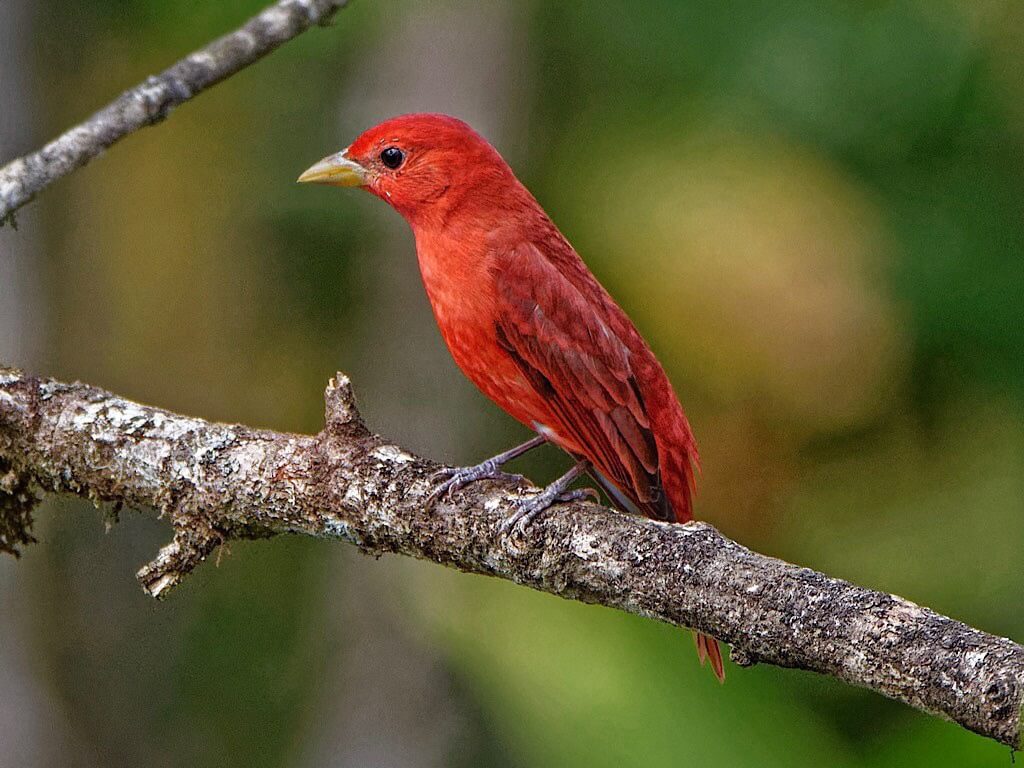 Male Summer Tanager (Piranga rubra). Laguna del Lagarto Lodge