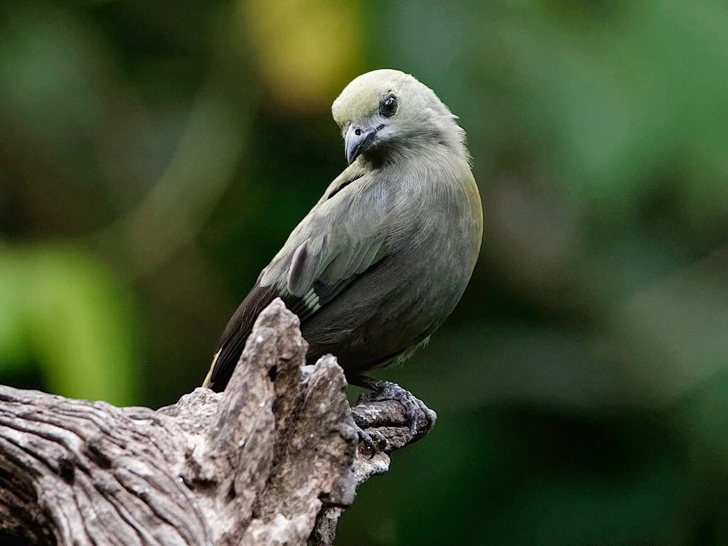 Palm Tanager (Thraupis palmarum). Flores, Guápiles, Costa Rica