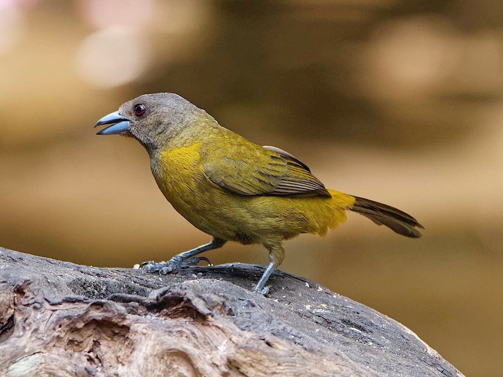 Female Passerini’s Tanager (Ramphocelus passerinii). Flores, Guápiles, Costa Rica
