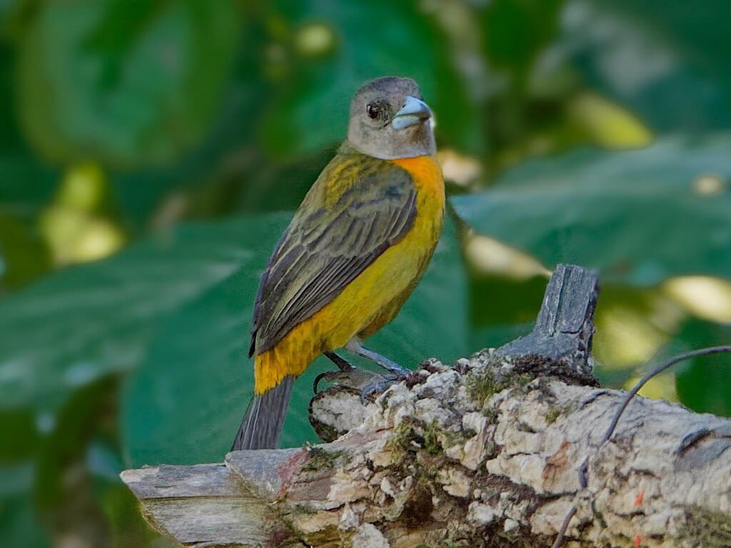 Female Cherrie’s Tanager (Ramphocelus passerinii costaricensis). Toucanet Lodge, Costa Rica