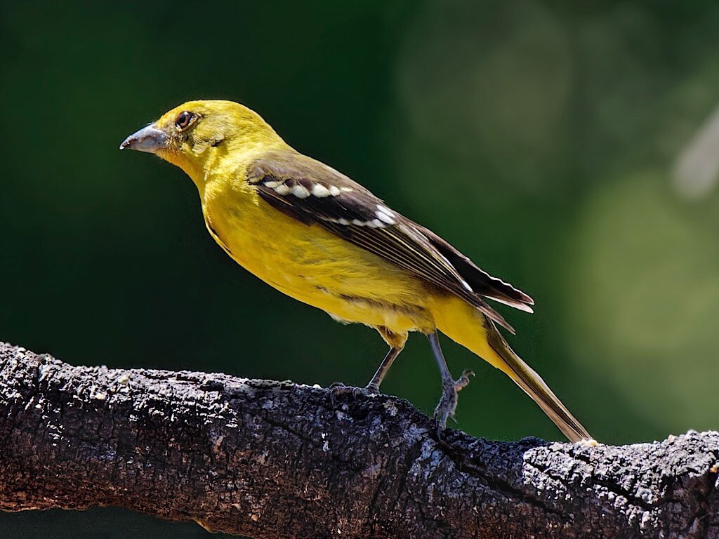 Female Flame-Colored Tanager (Piranga bidentata). Hotel Savegre, Costa Rica