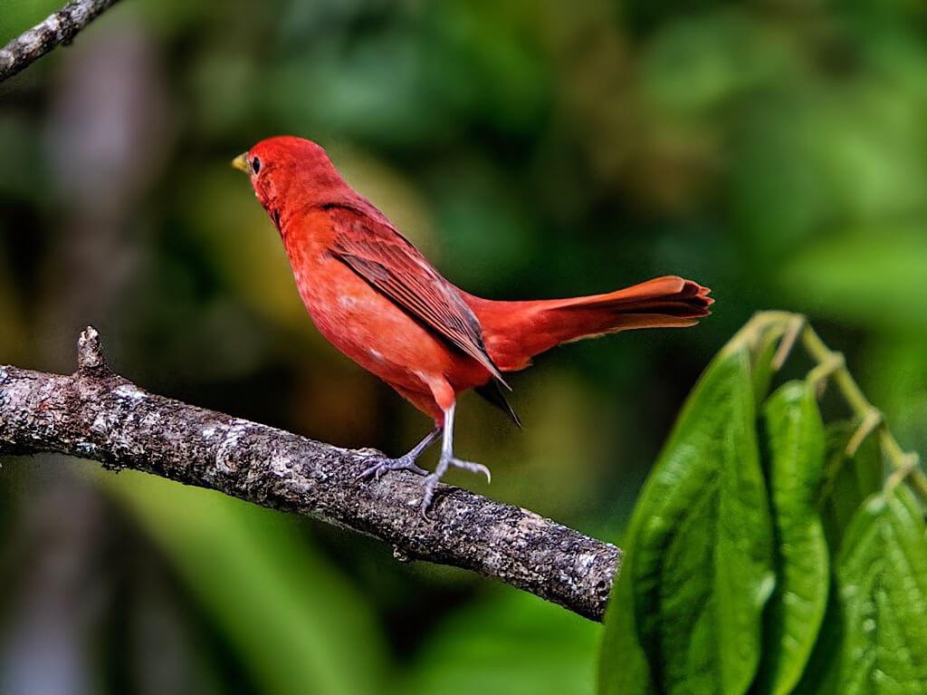 Male Summer Tanager (Piranga rubra). Laguna del Lagarto Lodge