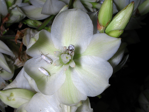 Yucca moths on a yucca flower. Photo by Alan Cressler. USFS