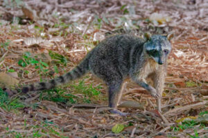 Raccoon (Procyon lotor). Dave and Dave’s Nature Park, Costa Rica