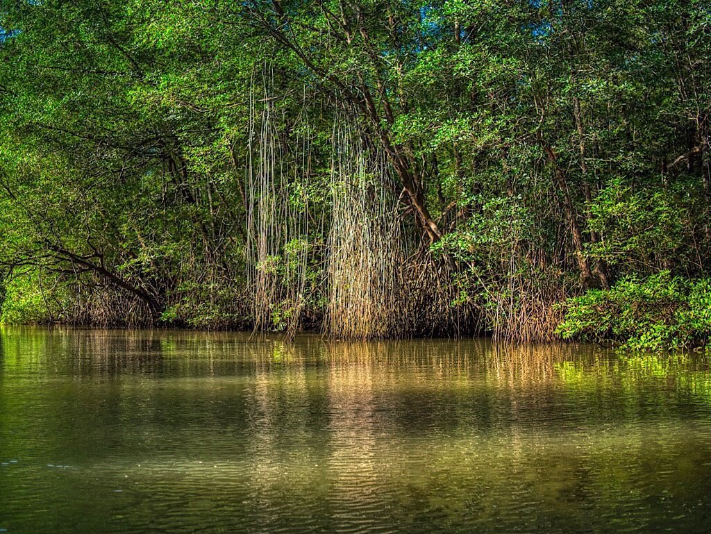 Guacalillo Mangrove Estuary, Tárcoles River Costa Rica