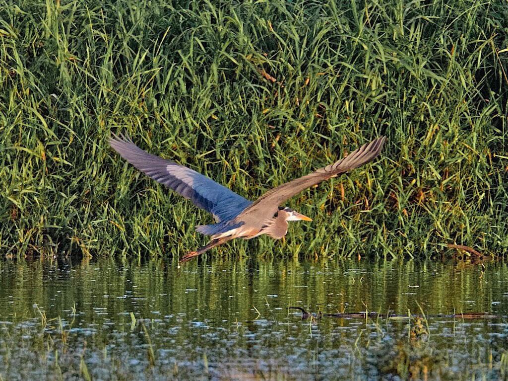 Great Blue Heron (Ardea herodias) in Flight. Tárcoles River Costa Rica