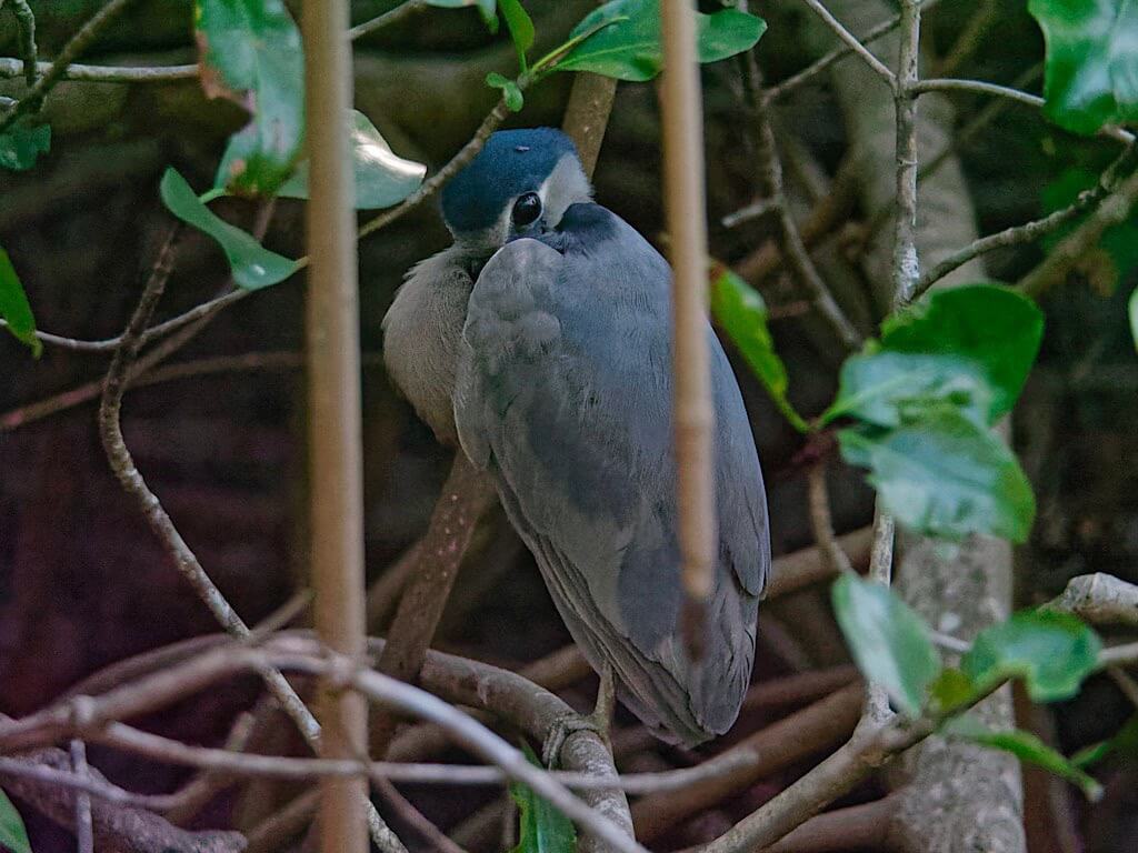 Boat-Billed Heron (Cochlearius cochlearius). Tárcoles River Costa Rica