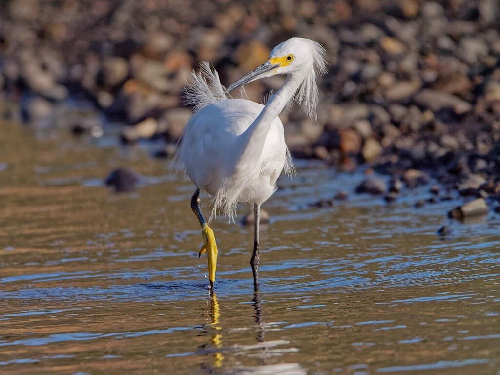 Snowy Egret (Egretta thula). Tárcoles River Costa Rica