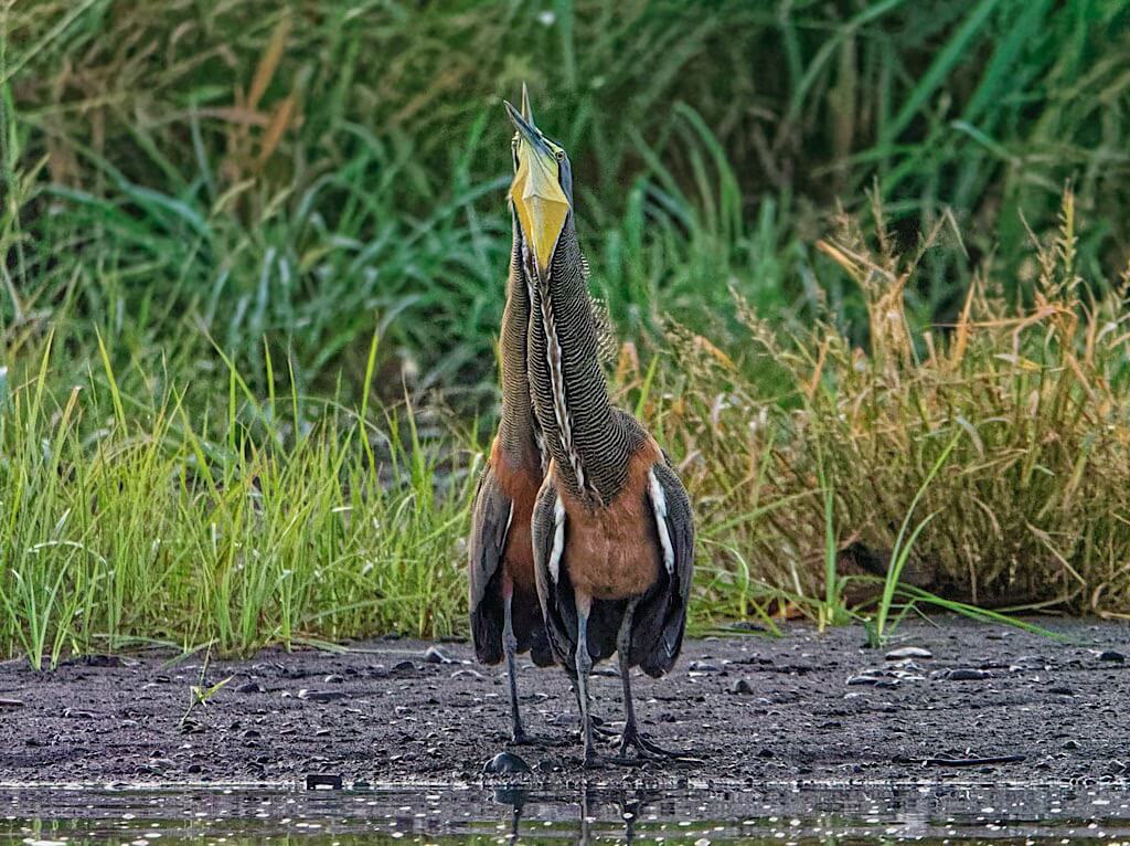 Bare-Throated Tiger Herons (Tigrisoma mexicanum). Tárcoles River Costa Rica