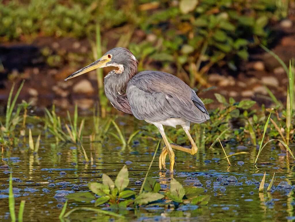 Tricolored Heron (Egretta tricolor). Tárcoles River Costa Rica