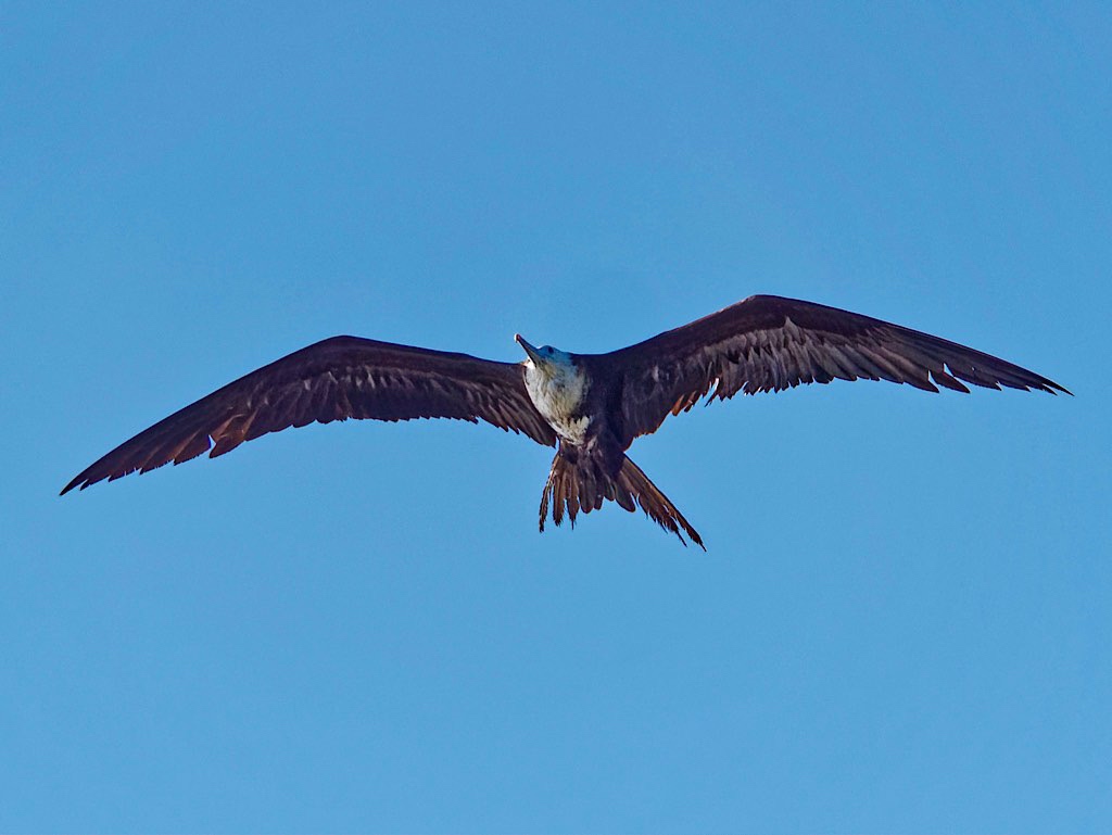Female Magnificent Frigatebird (Fregata magnificens) in Flight. Tárcoles River Costa Rica