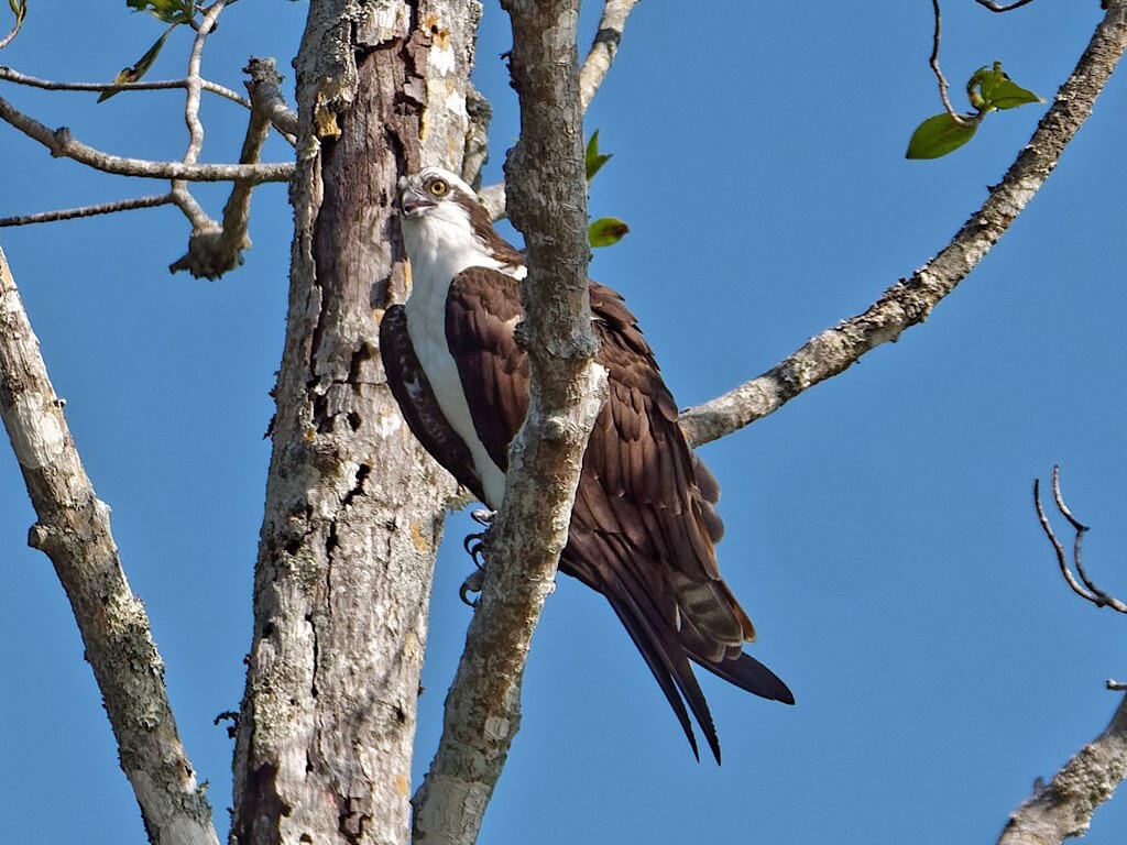Osprey (Pandion haliaetus). Tárcoles River Costa Rica