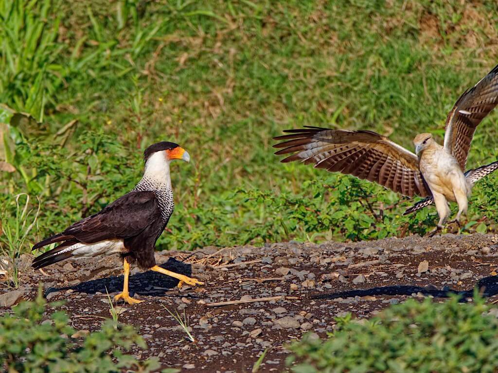 Crested Caracara (Caracara cheriway) with Yellow-Headed Caracara (Milvago chimachima). Tárcoles River Costa Rica