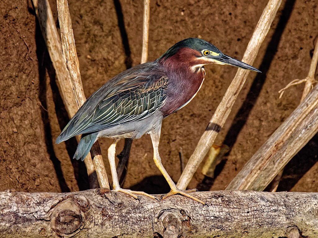 Green Heron (Butorides virescens). Tárcoles River Costa Rica
