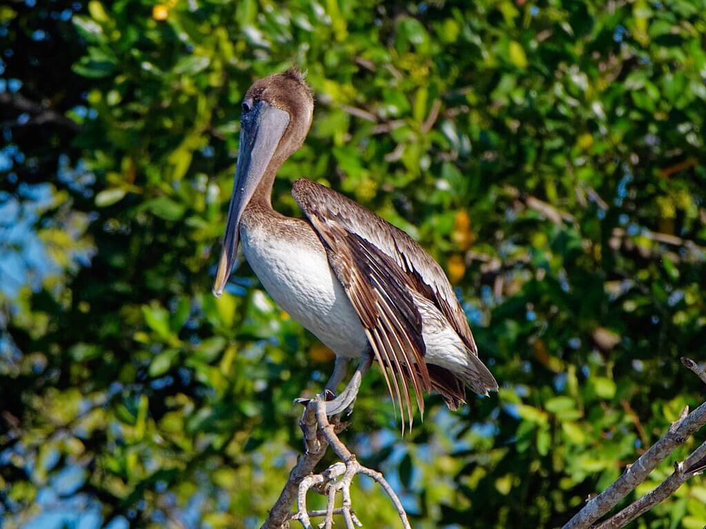 Juvenile Brown Pelican (Pelecanus occidentalis carolinensis). Tárcoles River Costa Rica