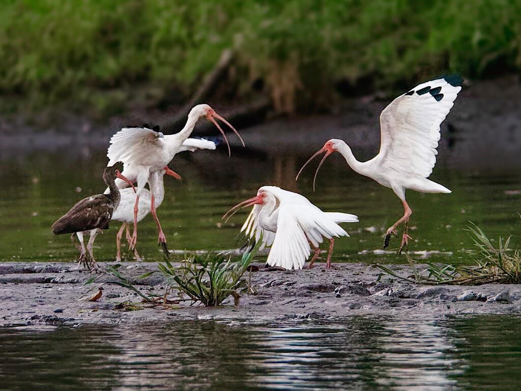 American White Ibis (Eudocimus albus). Tárcoles River Costa Rica