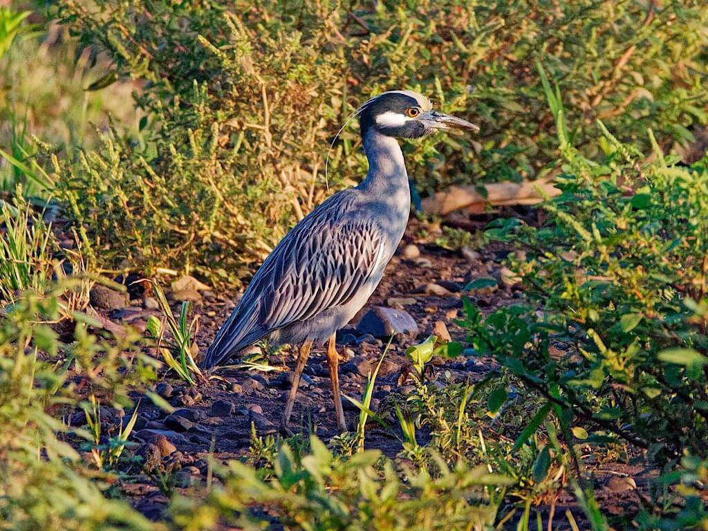 Yellow-Crowned Night Heron (Nyctanassa violacea). Tárcoles River Costa Rica