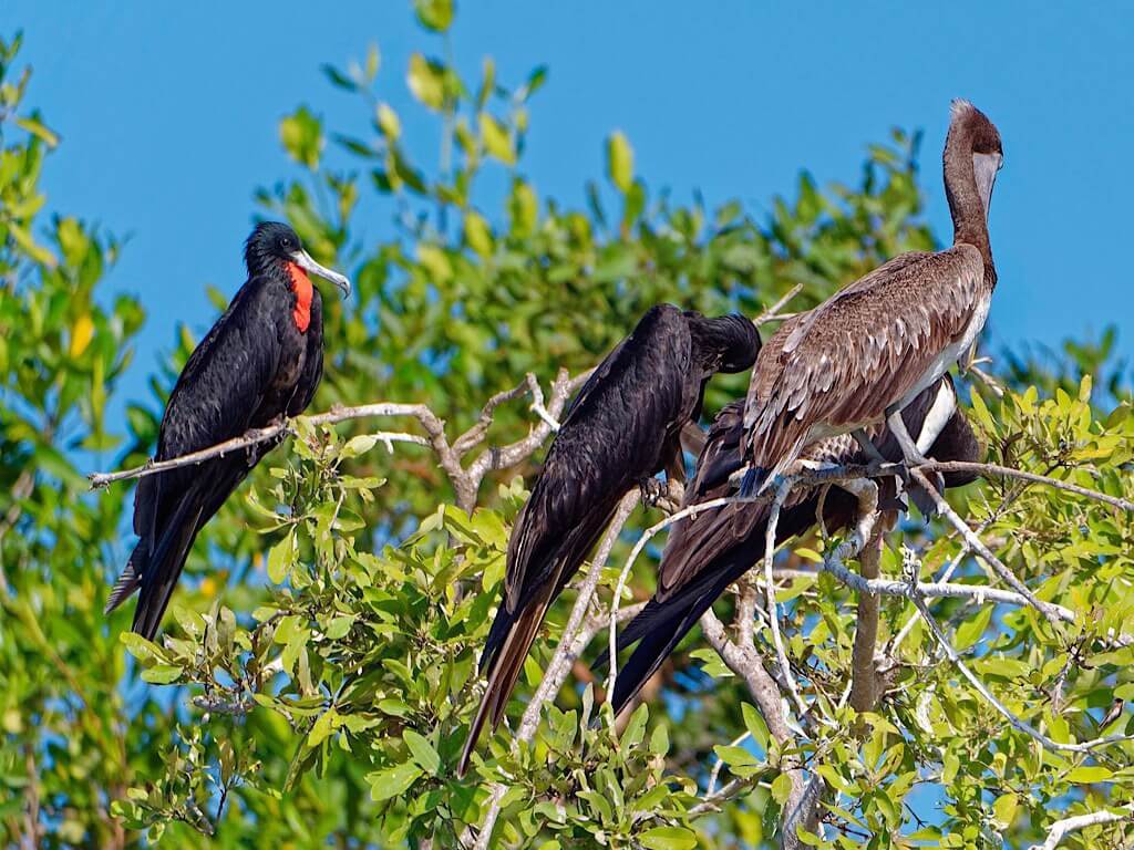 Magnificent Frigatebirds (Fregata magnificens) with Brown Pelicans (Pelecanus occidentalis). Tárcoles River Costa Rica