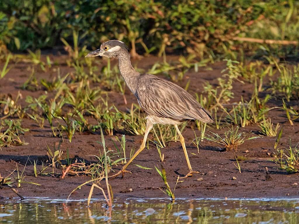 Double-Striped Thick-Knee (Burhinus bistriatus). Tárcoles River Costa Rica