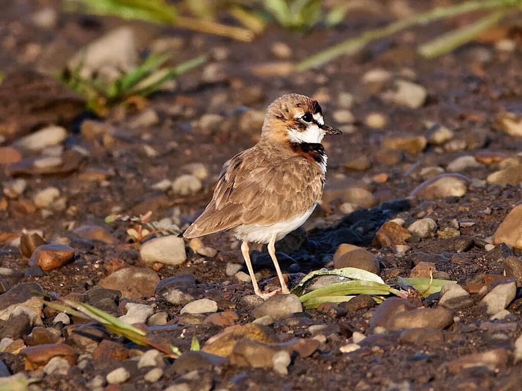 Collared Plover (Charadrius collaris). Tárcoles River Costa Rica