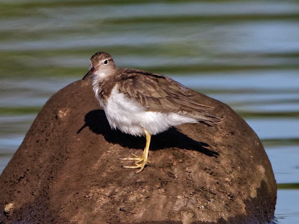 Juvenile Spotted Sandpiper (Actitis macularius). Tárcoles River Costa Rica