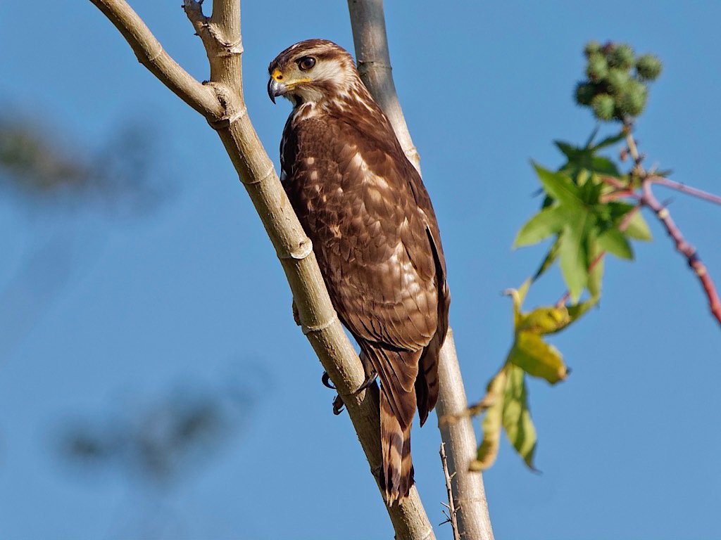 Juvenile Gray Hawk (Buteo plagiatus). Tárcoles River Costa Rica