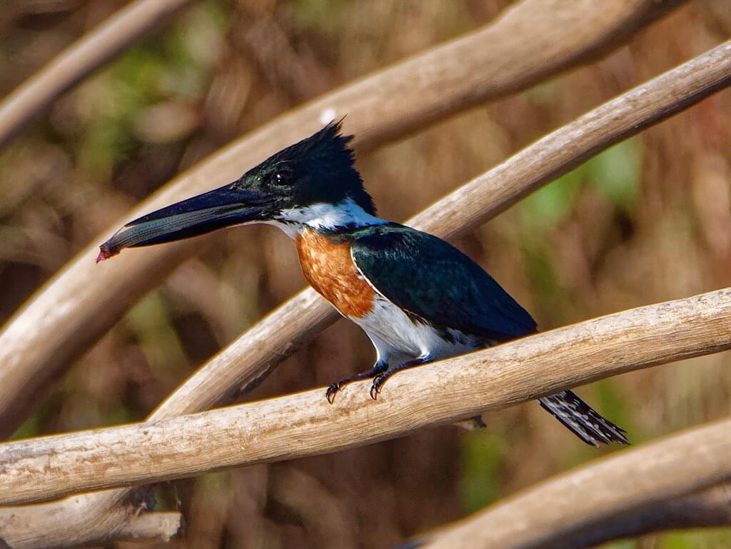 Amazon Kingfisher (Chloroceryle amazona). Tárcoles River Costa Rica