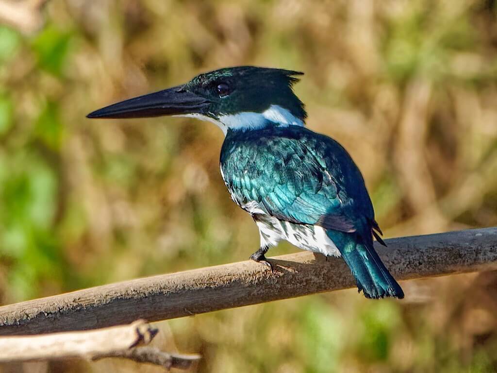 Amazon Kingfisher (Chloroceryle amazona). Tárcoles River Costa Rica