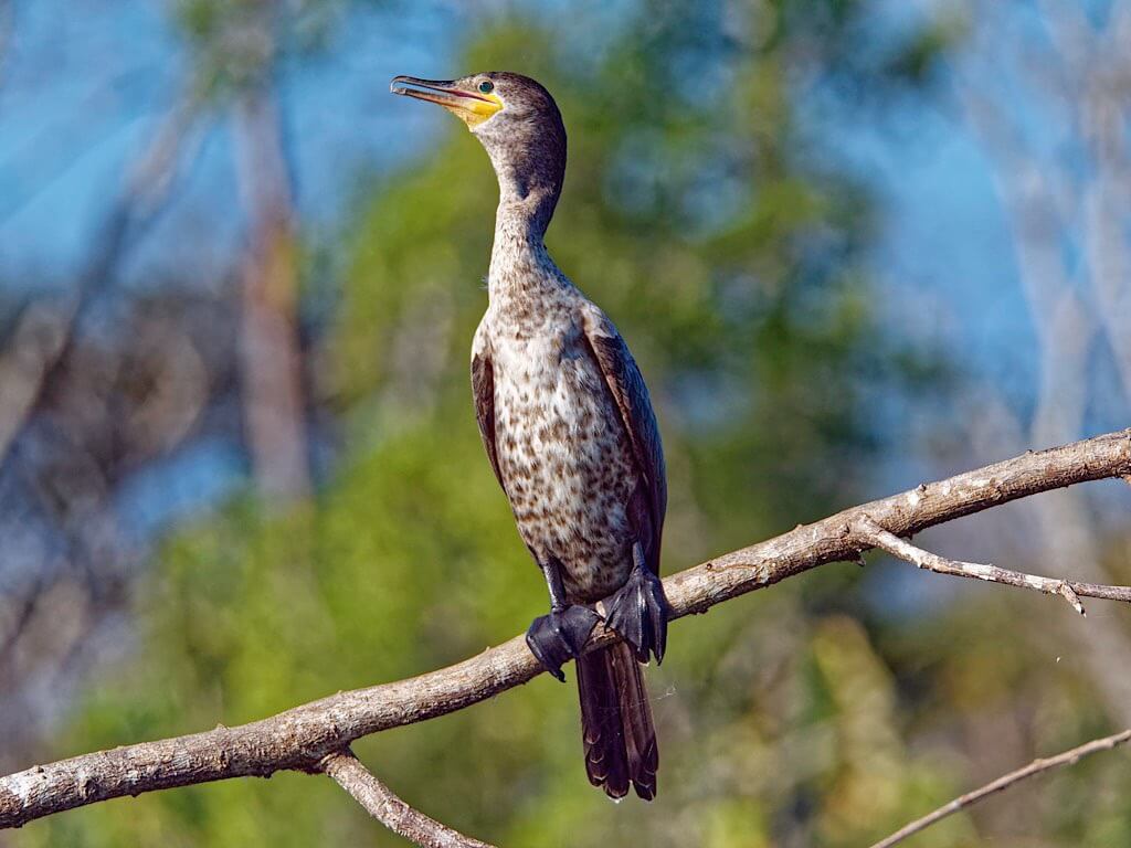 Juvenile Neotropic Cormorant (Phalacrocorax brasilianus). Tárcoles River Costa Rica