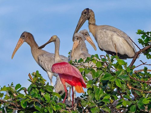 Roseate Spoonbill (Platalea ajaja). Hacienda Solimar in Guanacaste Costa Rica