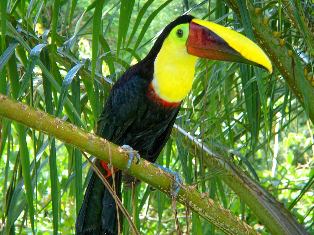 Chestnut-Mandibled Toucan or Swainson’s Toucan (Ramphastos ambiguus swainsonii). Laguna del Lagarto Lodge, Costa Rica