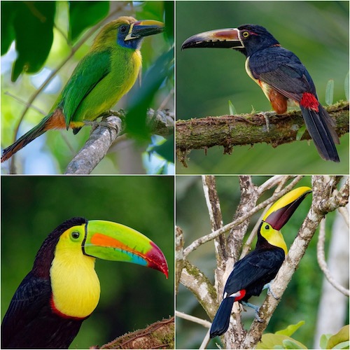 Tropical Toucans in Costa Rica - Travel To Eat