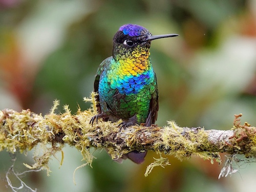 Exquisite Hummingbirds in Costa Rica - Travel To Eat