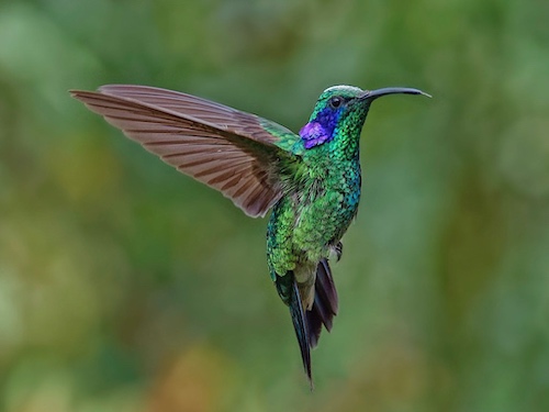 Exquisite Hummingbirds in Costa Rica - Travel To Eat