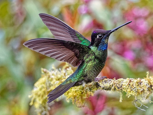 Male Talamanca Hummingbird (Eugenes spectabilis) Showing Illuminated Violet Head and Blue Gorget. Paraiso Quetzal Lodge, Costa Rica