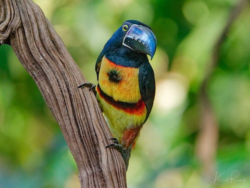 Collared Aracari (Pteroglossus torquatus). Laguna del Lagarto Lodge, Costa Rica