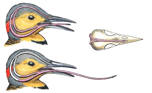 A curving complex of cartilage and bone within a woodpecker’s head permits the bird to extend and store its exceptionally long tongue. Illustration by Denise Takahashi/ Birdwatching Daily