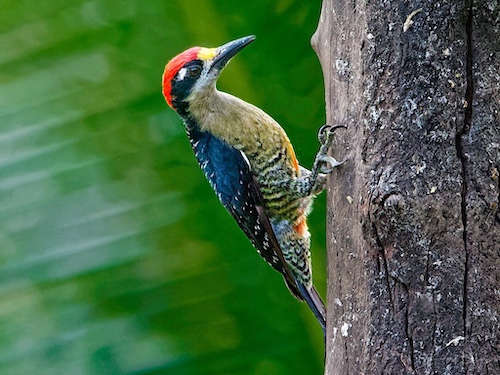 Male Black-Cheeked Woodpecker (Melanerpes pucherani). Laguna del Lagarto Lodge, Costa Rica