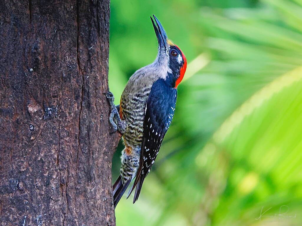 Male Black-Cheeked Woodpecker (Melanerpes pucherani). Laguna del Lagarto Lodge, Costa Rica