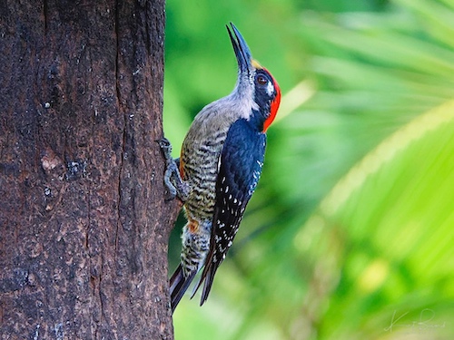 Male Black-Cheeked Woodpecker (Melanerpes pucherani). Laguna del Lagarto Lodge, Costa Rica