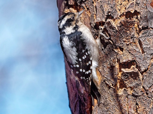 Female Downey Woodpecker (Dryobates pubescens). Lakewood, Colorado