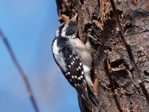 Female Downey Woodpecker (Dryobates pubescens). Lakewood, Colorado