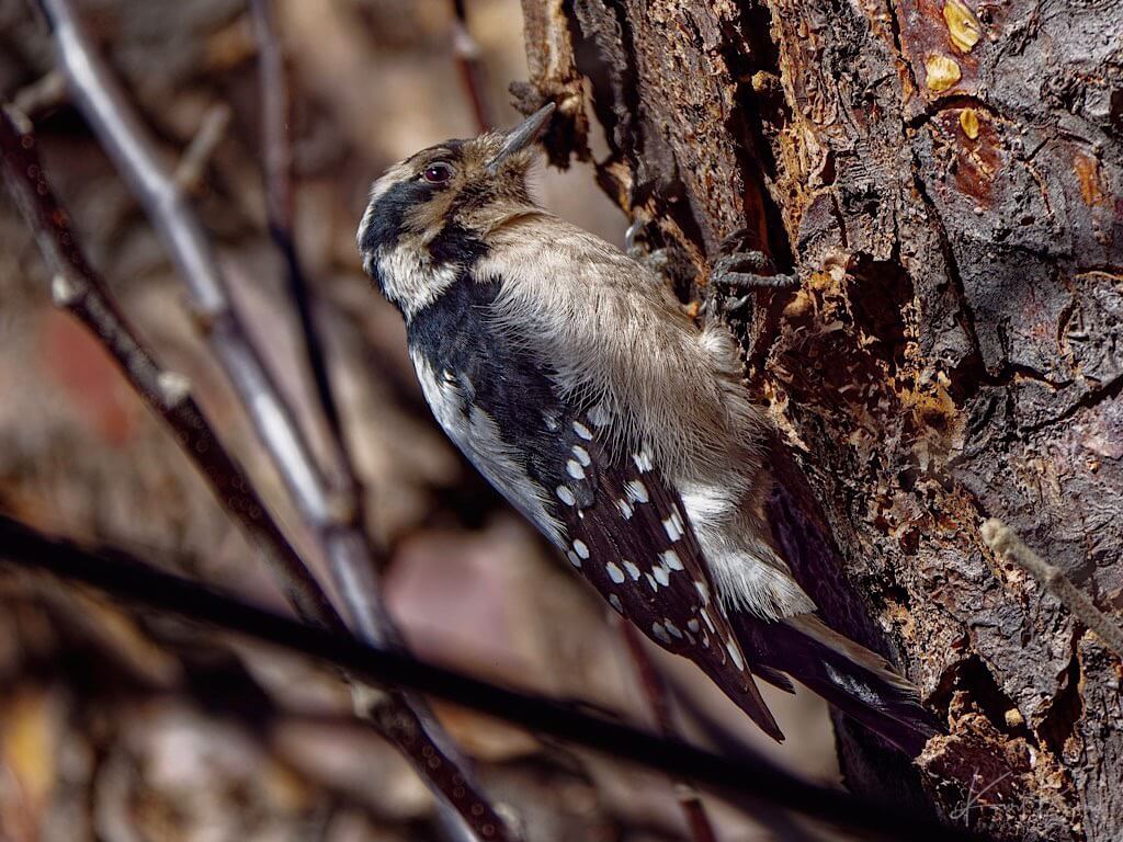 Female Downey Woodpecker (Dryobates pubescens). Lakewood, Colorado