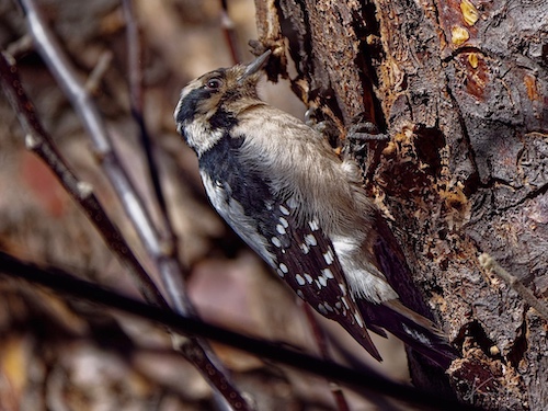 Female Downey Woodpecker (Dryobates pubescens). Lakewood, Colorado