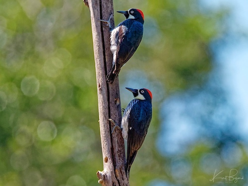 Female (top) Male (bottom) Acorn Woodpecker (Melanerpes formicivorus). Hotel Savagre, Costa Rica