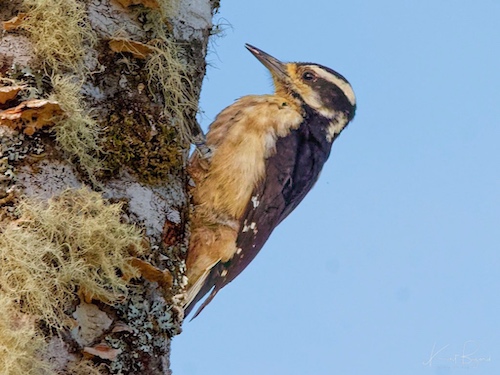 Female Hairy Woodpecker (Leuconotopicus villosus extimus (Bangs, 1902)). Quetzal Lodge, Costa Rica