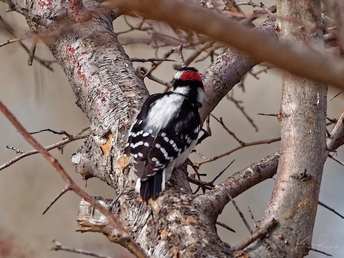 Male Hairy Woodpecker (Leuconotopicus villosus) at Barr Lake, Colorado