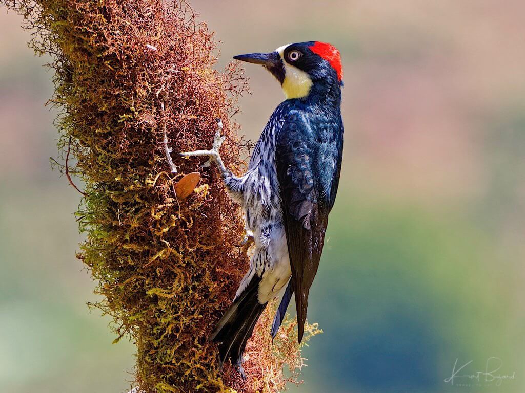 Female Acorn Woodpecker (Melanerpes formicivorus). Batsú Garden, Costa Rica