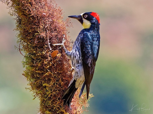 Female Acorn Woodpecker (Melanerpes formicivorus). Batsú Garden, Costa Rica